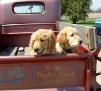 OfficialAirportDogs